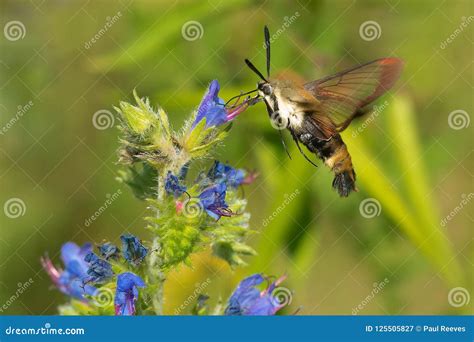Snowberry Clearwing Moth - Hemaris Diffinis Stock Image - Image of ...
