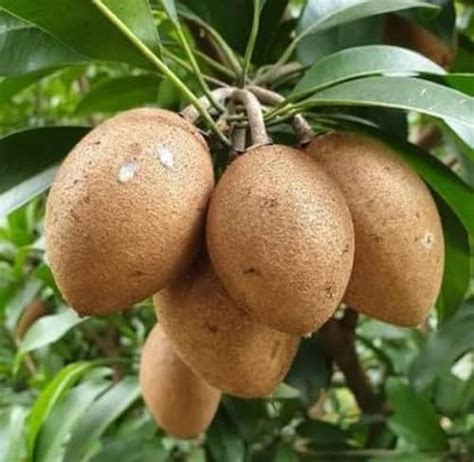 Online plant bazar Thai Variety All Time Kalapatti Sapota Chiku ...