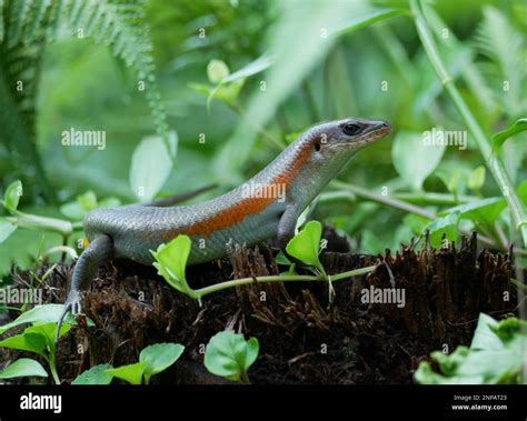 Common garden skink hi-res stock photography and images - Alamy