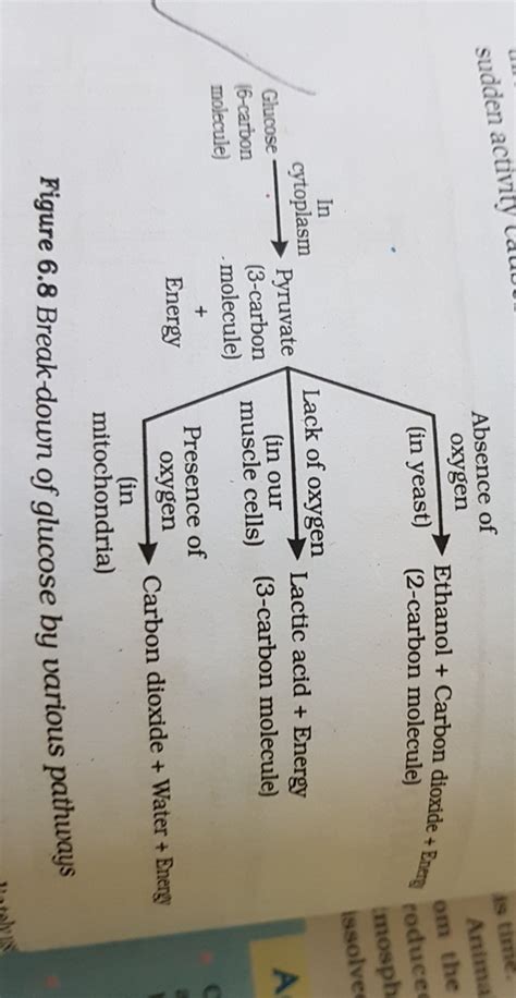 explain the different of pathways of break down of glucose - Brainly.in