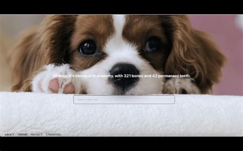 Humans D Dogs 的图像结果