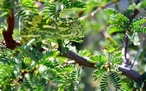 Chameleons Camouflage