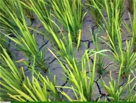 Reliance Foundation Web Repository