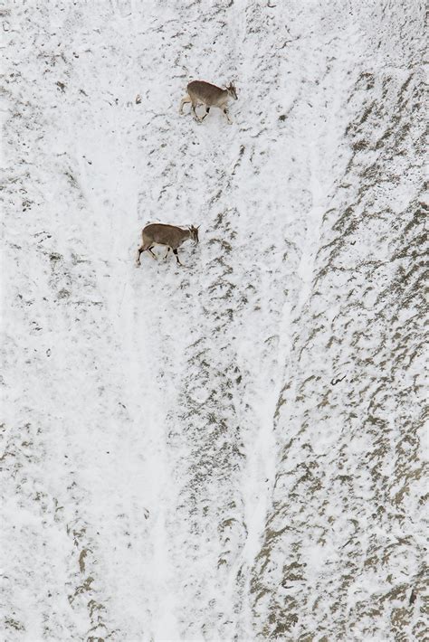 The Wild Nation – Mountains | Nature inFocus