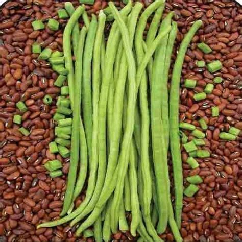 Cowpeas Green Dwarf Seeds - Compact Growth, High Yield, 40-50 Days to ...