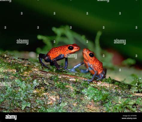 Strawberry Poison Dart Frog (Oophaga pumilio) pair, Central America ...