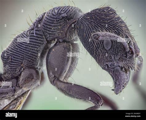 Microscopic Head Detail of Tooth Ant Odontoponera SP, Arthropoda Phylum, Ponerinae Subfamily ...