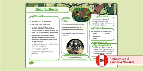 Texto informativo: Mono nocturno (teacher made) - Twinkl