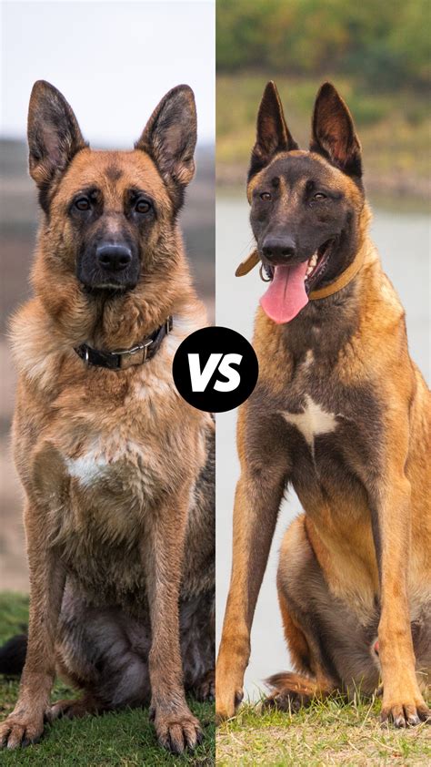 Belgian Malinois Vs German Shepherd Belgian Malinois Vs. Dutch