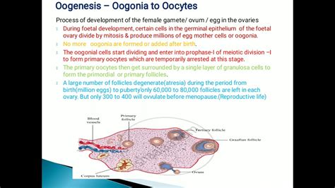 Image result for Human Reproduction YouTube