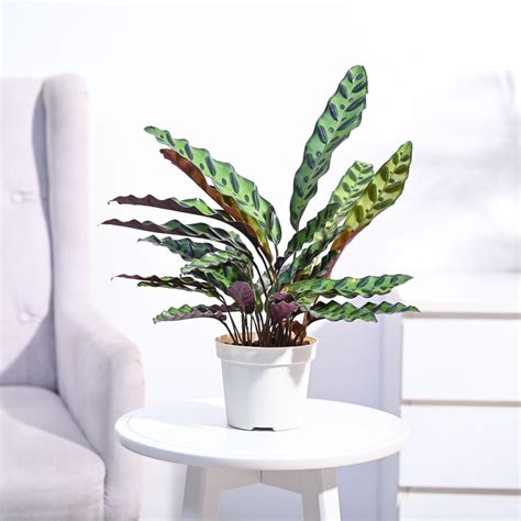 Calathea Rattlesnake Plant – Ugaoo