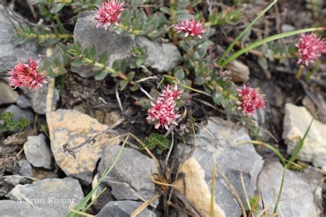 India Flora Online