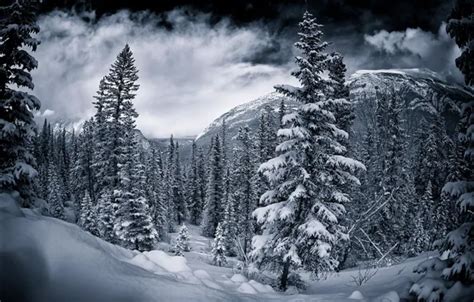 Wallpaper Canada, winter.trees for mobile and desktop, section природа ...