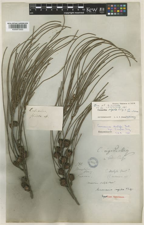 Allocasuarina rigida (Miq.) L.A.S.Johnson | Plants of the World Online ...