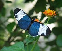 Image result for Interesting Butterflies