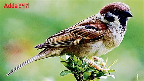 What is the State Bird of Bihar? Know About It