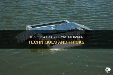 Image result for Building a Turtle Trap
