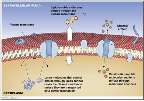 Image result for Diffusion Membrane