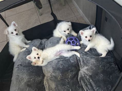 American Eskimo Dog, American Eskimo Puppies, Dogs, for Sale, Price