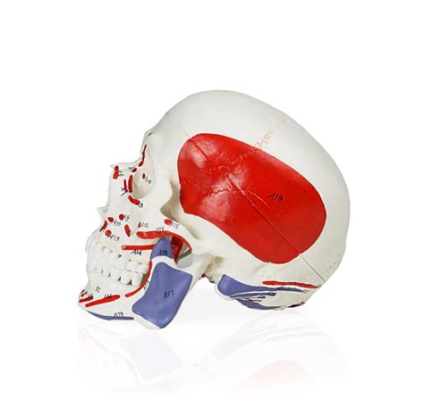 Walter Products B10208 Human Skull Model with India | Ubuy