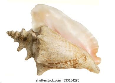 Image result for Shell Anklets