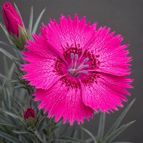 Dianthus 'Neon Star' | Pink 'Neon Star' | {1-Gallon pot} - Classy ...