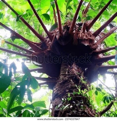 Man-Eating Tree 的图像结果