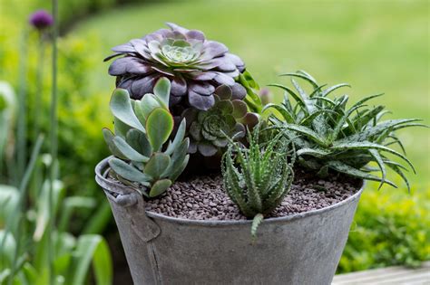 Succulent Outdoor Planters