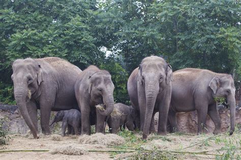 Dublin Zoo Celebrates Endangered Species Day with special ticket offer - Dublin Zoo