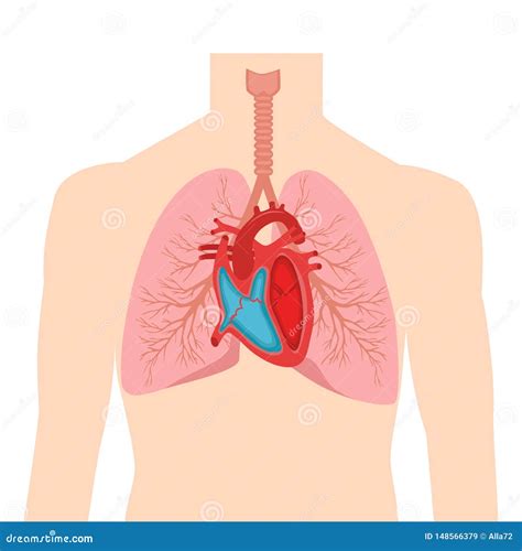 Human Anatomy Organs Heart The 3 Layers Of The Heart Wall