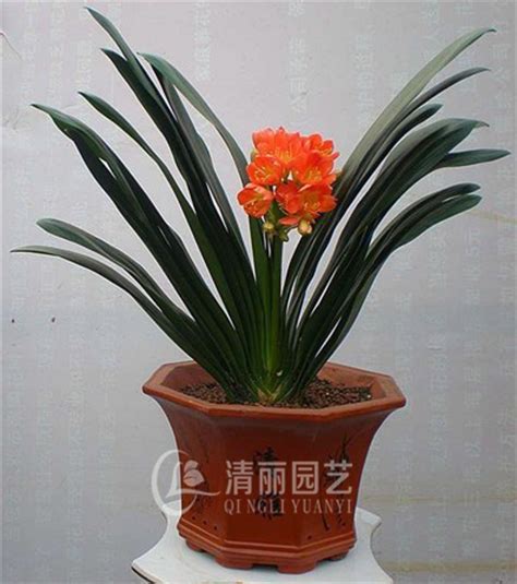 北京花卉租赁-绿植租摆-花卉销售-鲜花植物出租-北京花卉绿植园艺公司