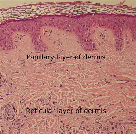 the dynamic natural skin care: December 2012