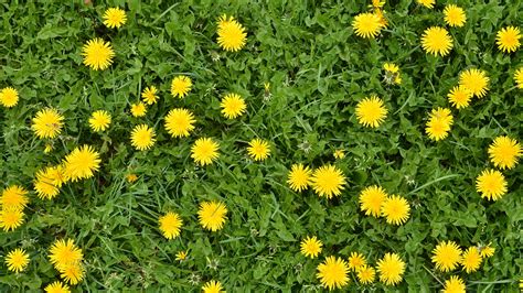 Best Way To Kill Dandelions In Lawn at Samuel Kenneth blog