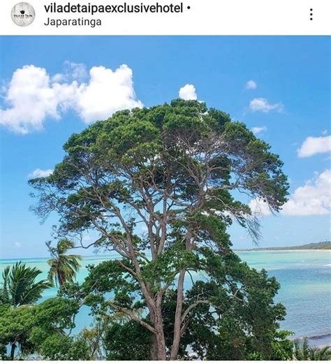 VILA DE TAIPA EXCLUSIVE HOTEL (Japaratinga, Alagoas, Brazil) - Hotel ...