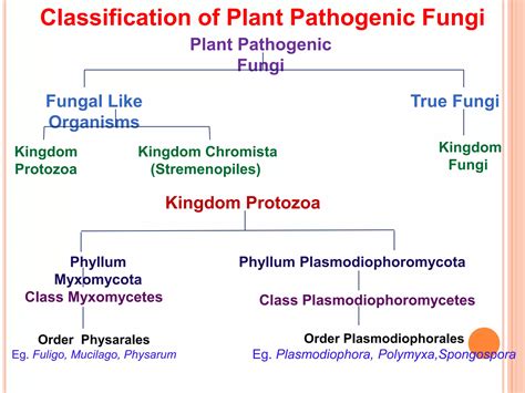 Classification of Fungi (Mycology) | PPTX