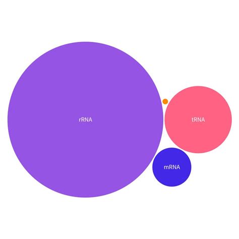 RNA Types 的图像结果