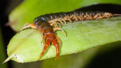 Deadliest Animals In Australia Why Do So Many Dangerous Animals Live