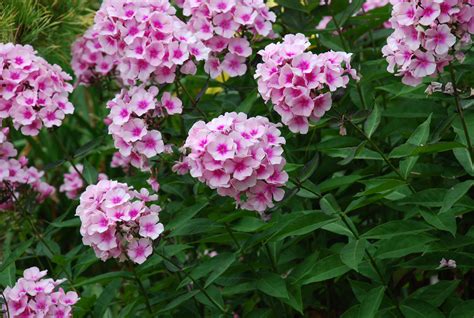 Are Garden Phlox Perennials at Jung Coleman blog