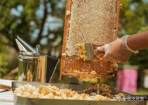 蜂蜜並非人人適宜 這3類人吃蜂蜜要慎重