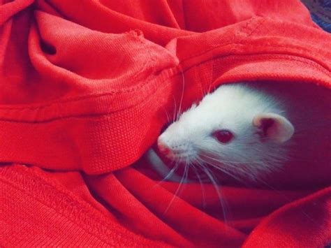 Testosterone encourages 'cuddling' not only violence; animal study finds