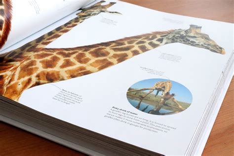 Debunking Myths Around The Basics Of Zoology For Beginners