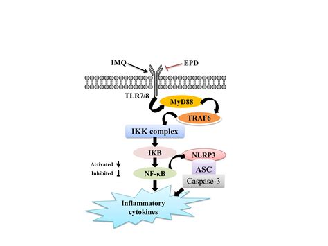 Datura Metel L. Ameliorates Imiquimod-Induced Psoriasis-Like Dermatitis ...