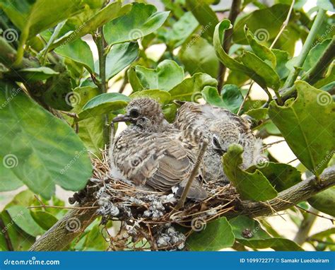 Two Birds, Zebra Dove, in Their Nest. Stock Image - Image of closeup, close: 109972277