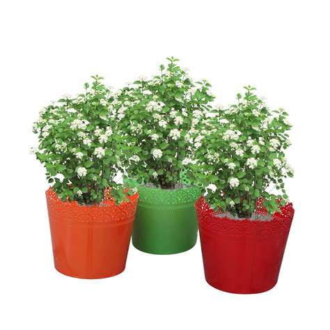 Nuha® Set of 3- Etching Planter, Planter, Planter Tray, Flower Pot ...