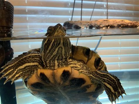 Image result for Red Ear Slider Turtle Tank Setup