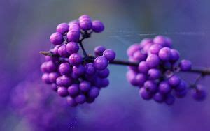 Wallpaper berry, branch, ripe hd, picture, image