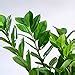 Ugaoo ZZ Plant, Zamia Air Purifer Plant With Self Watering Pot ...