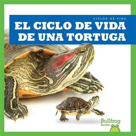 El Ciclo De Vida De Una Tortuga A Turtles Life | Desertcart INDIA