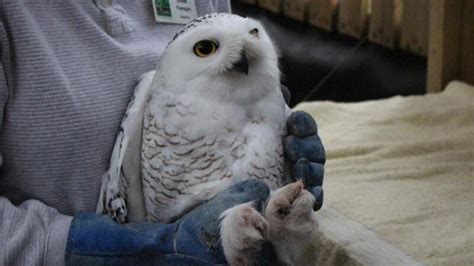Quechee bird rehab center treated record numbers last year