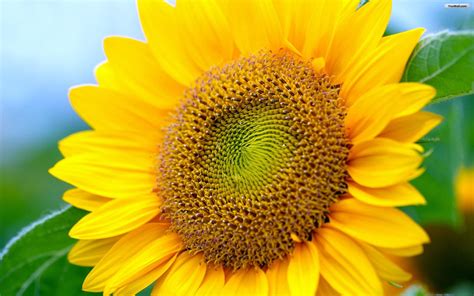Image result for Sunflower Optimization Algorithm